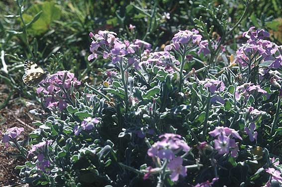 Matthiola tricuspidata \ Dreih&ouml;rnige Levkoje / Three-Horned Stock, Zypern/Cyprus Paphos 2.1.1997