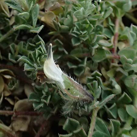 Lotus edulis \ Essbarer Hornklee / Edible Bird's-Foot Trefoil, Zypern/Cyprus Akamas, Neo Chorio 20.3.2025