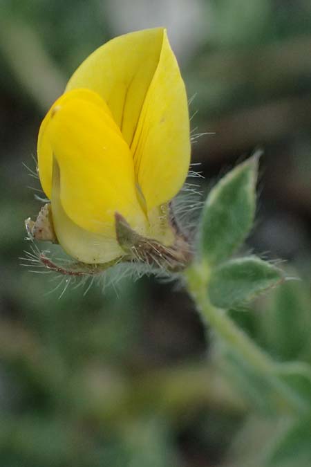 Lotus edulis \ Essbarer Hornklee / Edible Bird's-Foot Trefoil, Zypern/Cyprus Akamas, Neo Chorio 20.3.2025