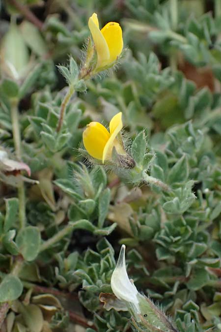 Lotus edulis \ Essbarer Hornklee / Edible Bird's-Foot Trefoil, Zypern/Cyprus Akamas, Neo Chorio 20.3.2025