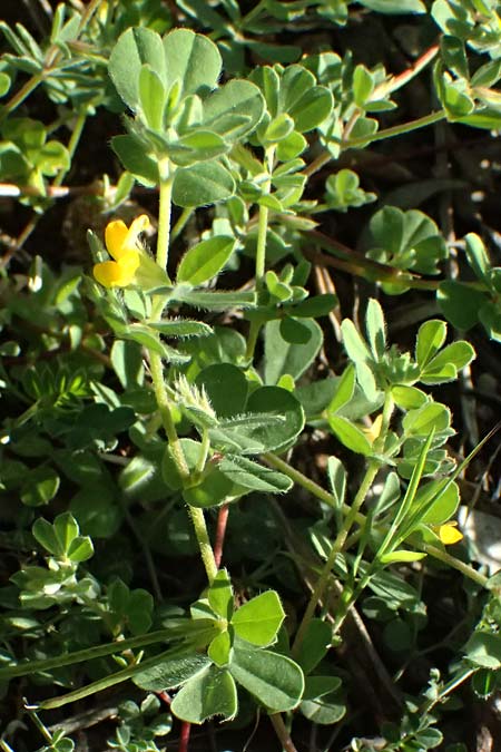 Lotus ornithopodioides \ Vogelfu&szlig;&auml;hnlicher Hornklee / Clustered Bird's-Foot Trefoil, Zypern/Cyprus Akamas, Neo Chorio 20.3.2025