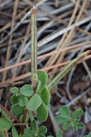 Lotus peregrinus \ Fremder Hornklee / Alien Bird's-Foot Trefoil, Zypern/Cyprus Pegeia 30.3.2025