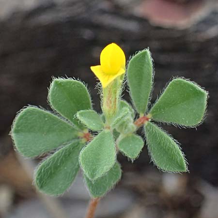 Lotus peregrinus \ Fremder Hornklee / Alien Bird's-Foot Trefoil, Zypern/Cyprus Pegeia 30.3.2025
