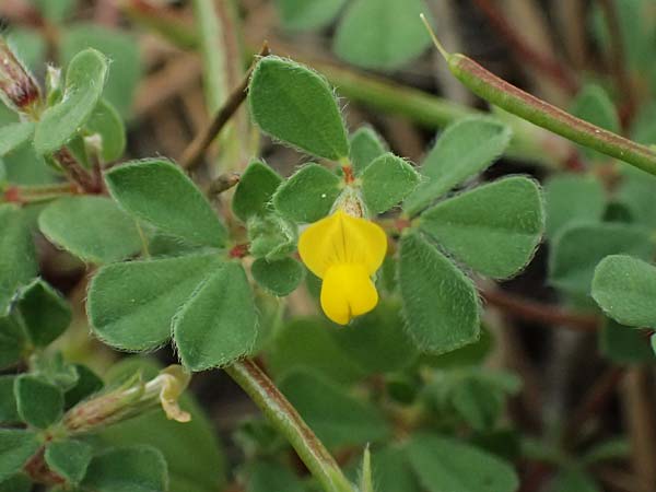 Lotus peregrinus \ Fremder Hornklee / Alien Bird's-Foot Trefoil, Zypern/Cyprus Pegeia 30.3.2025