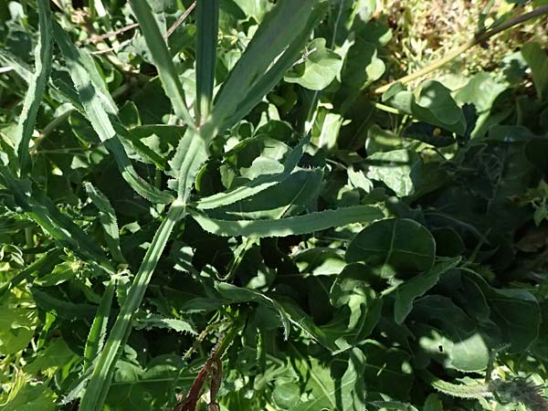 Limonium sinuatum \ Geflgelter Strandflieder, Statice / Winged Sea Lavender, Zypern/Cyprus Kato Paphos 22.3.2025