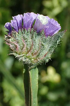 Limonium sinuatum \ Geflgelter Strandflieder, Statice / Winged Sea Lavender, Zypern/Cyprus Kato Paphos 22.3.2025
