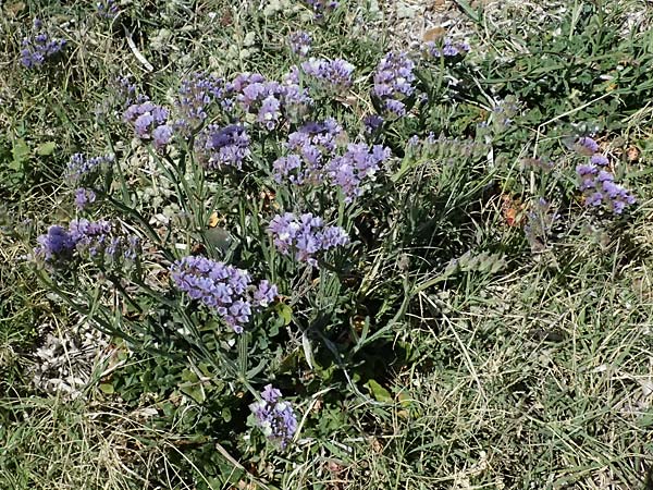 Limonium sinuatum \ Geflgelter Strandflieder, Statice / Winged Sea Lavender, Zypern/Cyprus Kato Paphos 22.3.2025
