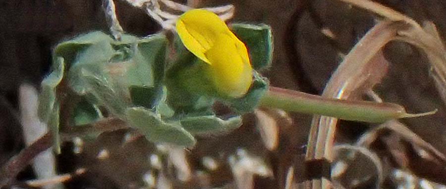 Lotus peregrinus \ Fremder Hornklee / Alien Bird's-Foot Trefoil, Zypern/Cyprus Kourion 29.3.2025