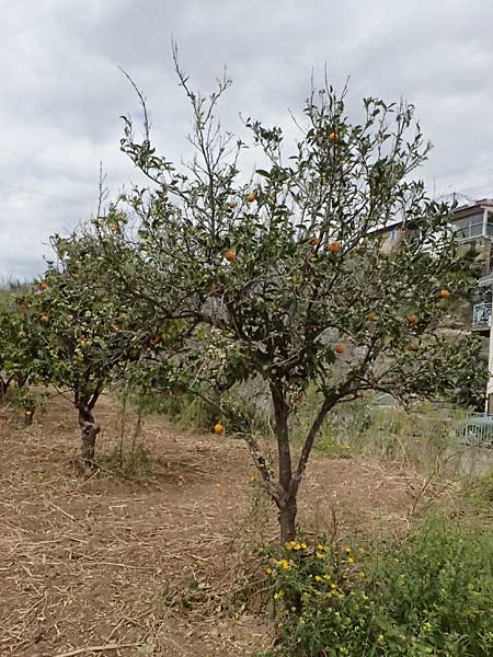 Citrus reticulata \ Mandarinen-Baum / Mandarin Tree, Zypern/Cyprus Tochni 21.3.2025