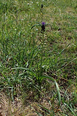 Muscari comosum \ Schopfige Traubenhyazinthe / Tassel Hyacinth, Zypern/Cyprus Galata 24.3.2025