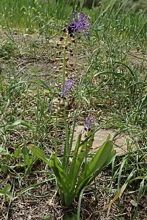 Muscari comosum \ Schopfige Traubenhyazinthe / Tassel Hyacinth, Zypern/Cyprus Platres 28.3.2025