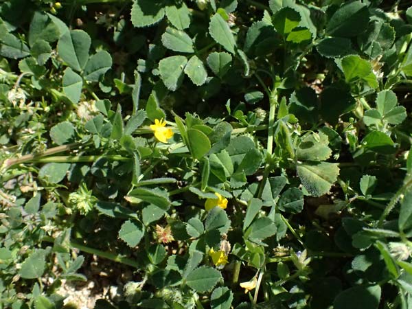 Medicago polymorpha / Toothed Medick, Spotted Medick, Cyprus Episkopi 23.3.2025
