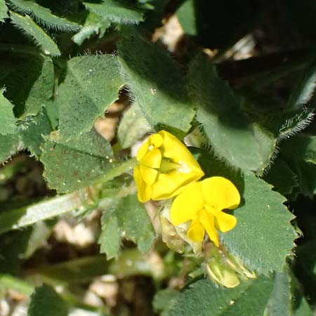 Medicago polymorpha \ Rauer Schneckenklee, Schwarzer Schneckenklee / Toothed Medick, Spotted Medick, Zypern/Cyprus Episkopi 23.3.2025