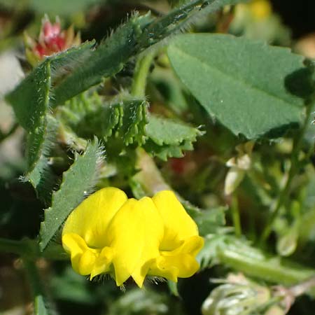 Medicago polymorpha / Toothed Medick, Spotted Medick, Cyprus Episkopi 23.3.2025