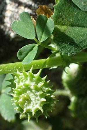 Medicago polymorpha / Toothed Medick, Spotted Medick, Cyprus Episkopi 23.3.2025