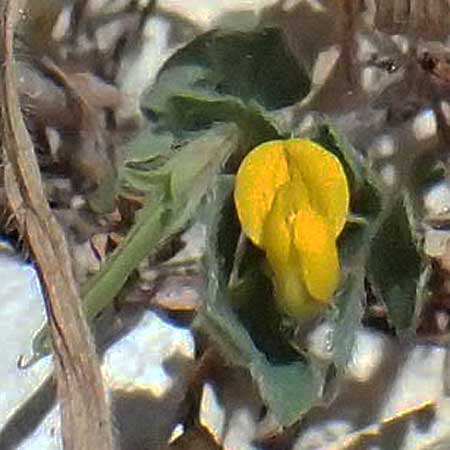Lotus peregrinus \ Fremder Hornklee / Alien Bird's-Foot Trefoil, Zypern/Cyprus Kourion 29.3.2025