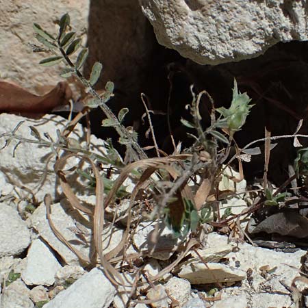 Onobrychis crista-galli \ Hahnenkamm-Esparsette / Cock's-Comb Sainfoin, Zypern/Cyprus Kourion 29.3.2025