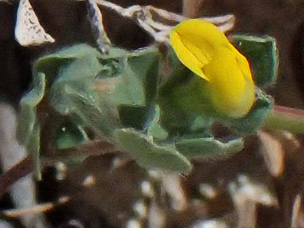 Medicago spec1 ? \ Schneckenklee, Zypern Kourion 29.3.2025