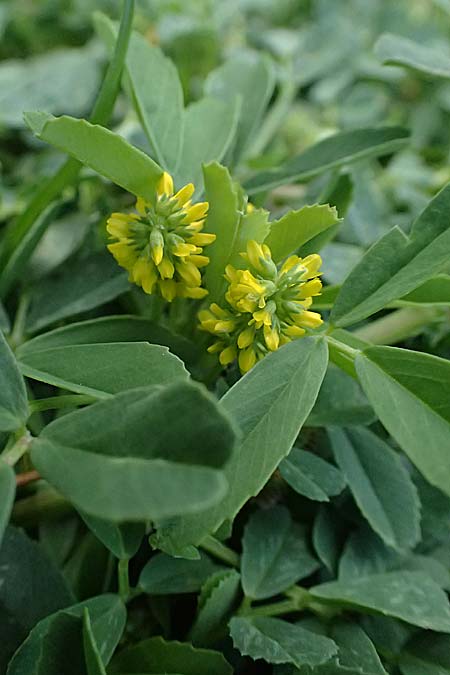 Melilotus indicus \ Indischer Honigklee, Kleinbltiger Steinklee / Small Melilot, Zypern/Cyprus Limassol 20.3.2025