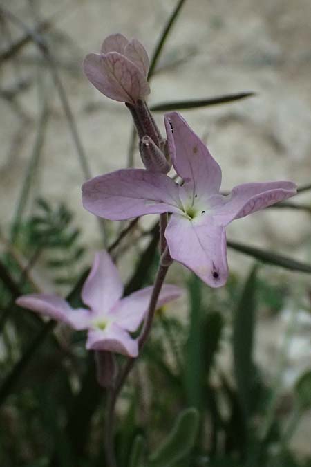 Matthiola longipetala \ Abend-Levkoje, Zypern Kato Archimandrita 1.4.2025