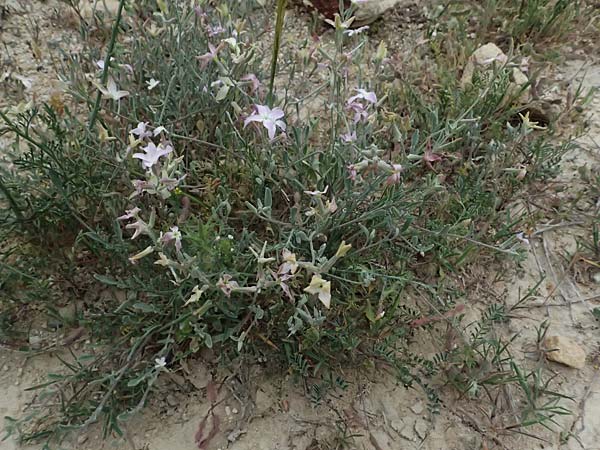 Matthiola longipetala \ Abend-Levkoje, Zypern Kato Archimandrita 1.4.2025