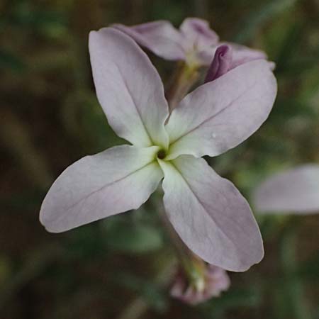 Matthiola longipetala \ Abend-Levkoje, Zypern Kato Archimandrita 1.4.2025