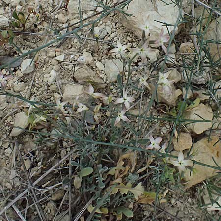 Matthiola longipetala \ Abend-Levkoje, Zypern Kato Archimandrita 1.4.2025