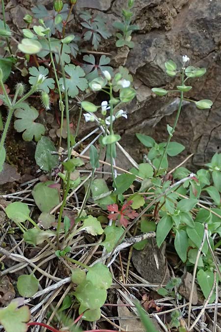 Microthlaspi natolicum subsp. gaillardotii \ Gaillardots Kleint�schelkraut, Zypern Xyliatos 26.3.2025