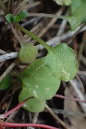 Microthlaspi natolicum subsp. gaillardotii \ Gaillardots Kleint�schelkraut, Zypern Xyliatos 26.3.2025