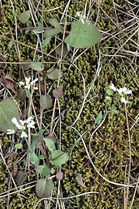 Microthlaspi natolicum subsp. gaillardotii \ Gaillardots Kleint�schelkraut, Zypern Xyliatos 26.3.2025