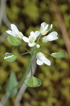 Microthlaspi natolicum subsp. gaillardotii \ Gaillardots Kleint�schelkraut, Zypern Xyliatos 26.3.2025