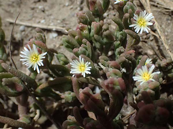 Mesembryanthemum nodiflorum \ Knotenbltige Mittagsblume / Slenderleaf Iceplant, Zypern/Cyprus Larnaka 2.4.2025