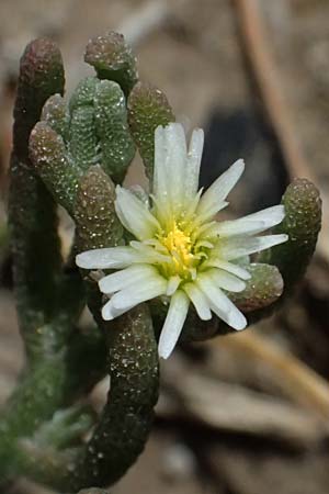 Mesembryanthemum nodiflorum \ Knotenbltige Mittagsblume / Slenderleaf Iceplant, Zypern/Cyprus Larnaka 2.4.2025