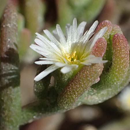 Mesembryanthemum nodiflorum \ Knotenbltige Mittagsblume / Slenderleaf Iceplant, Zypern/Cyprus Larnaka 2.4.2025