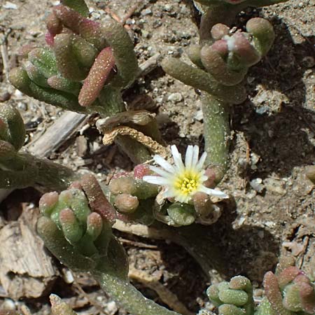 Mesembryanthemum nodiflorum \ Knotenbltige Mittagsblume / Slenderleaf Iceplant, Zypern/Cyprus Larnaka 2.4.2025
