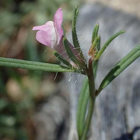 Misopates orontium \ Acker-L�wenmaul, Gro�er Orant / Weasel's-Snout, Lesser Snapdragon, Zypern/Cyprus Akamas, Neo Chorio 20.3.2025