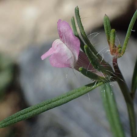 Misopates orontium \ Acker-L�wenmaul, Gro�er Orant / Weasel's-Snout, Lesser Snapdragon, Zypern/Cyprus Akamas, Neo Chorio 20.3.2025