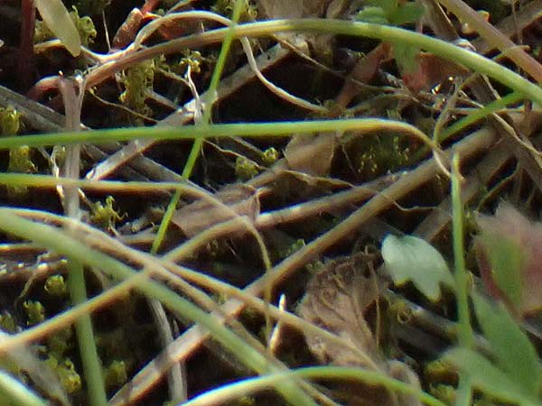 Muscari inconstrictum \ Levante-Traubenhyazinthe / Levantine Hyacinth, Zypern/Cyprus Xyliatos 26.3.2025