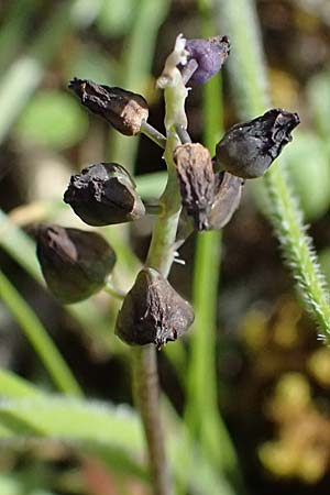 Muscari inconstrictum \ Levante-Traubenhyazinthe / Levantine Hyacinth, Zypern/Cyprus Xyliatos 26.3.2025