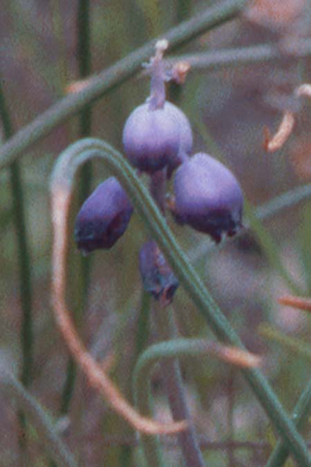 Muscari inconstrictum \ Levante-Traubenhyazinthe / Levantine Hyacinth, Zypern/Cyprus Governor's Beach 2.3.1997