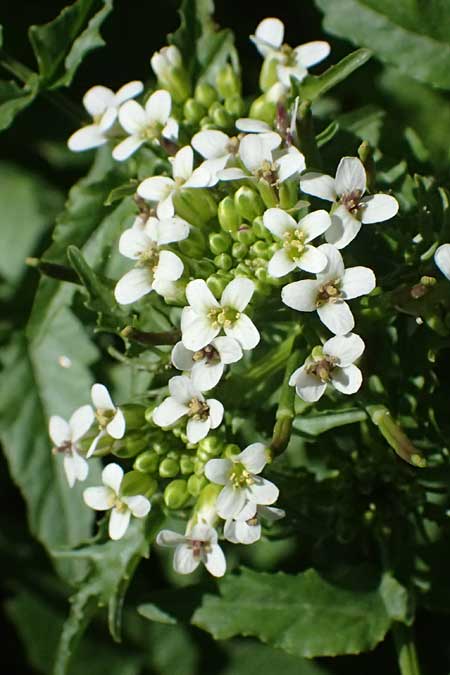 Nasturtium officinale \ Echte Brunnenkresse / Water Cress, Zypern/Cyprus Avakas Gorge 22.3.2025