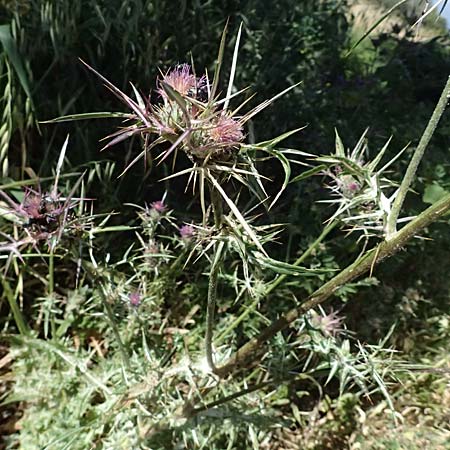 Notobasis syriaca \ Syrische Kratzdistel, Zypern Kourion 29.3.2025