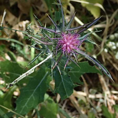 Notobasis syriaca \ Syrische Kratzdistel, Zypern Kourion 29.3.2025