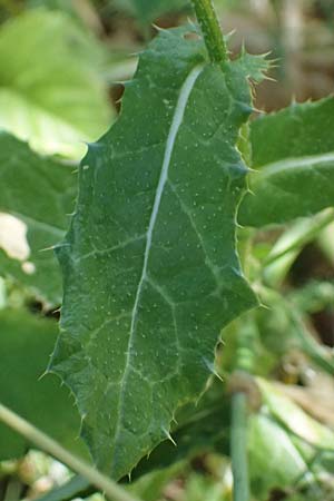 Notobasis syriaca \ Syrische Kratzdistel, Zypern Kourion 29.3.2025