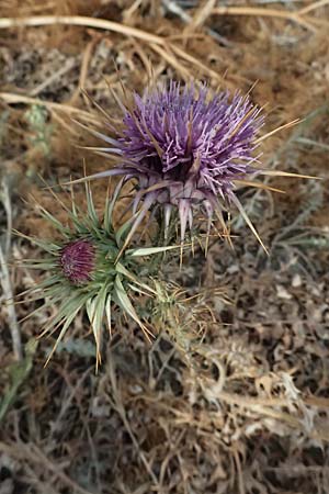 Onopordum cyprium / Cypriotic Cotton Thistle, Cyprus Governor's Beach 25.3.2025