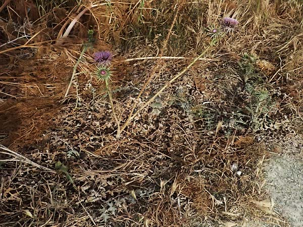 Onopordum cyprium / Cypriotic Cotton Thistle, Cyprus Governor's Beach 25.3.2025