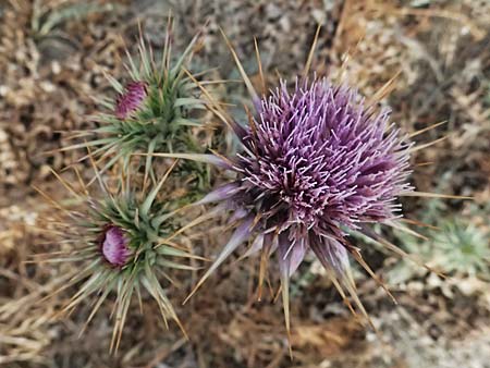 Onopordum cyprium / Cypriotic Cotton Thistle, Cyprus Governor's Beach 25.3.2025