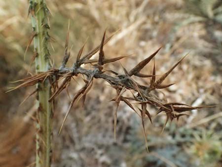 Onopordum cyprium / Cypriotic Cotton Thistle, Cyprus Governor's Beach 25.3.2025