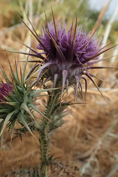 Onopordum cyprium / Cypriotic Cotton Thistle, Cyprus Governor's Beach 25.3.2025