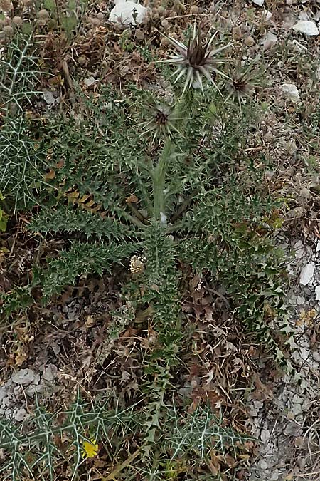 Onopordum cyprium / Cypriotic Cotton Thistle, Cyprus Kato Archimandrita 1.4.2025